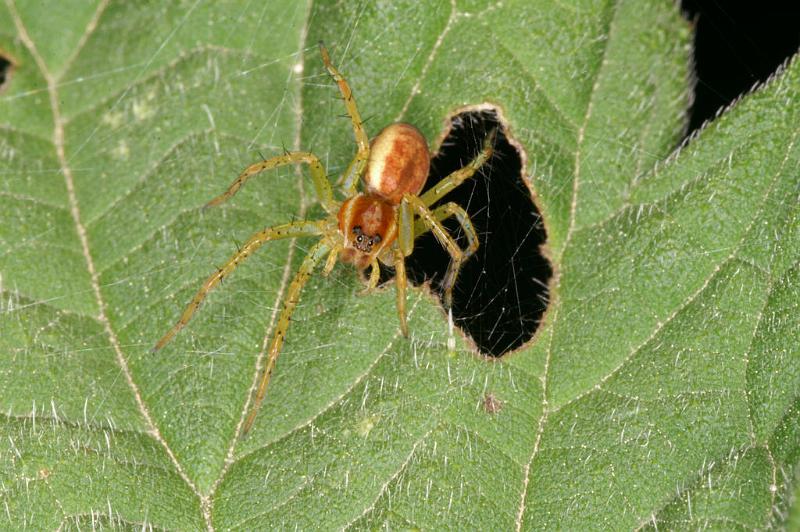 Dolomedes_fimbriatus_D4897_Z_89_Les Gris_Frankrijk.jpg